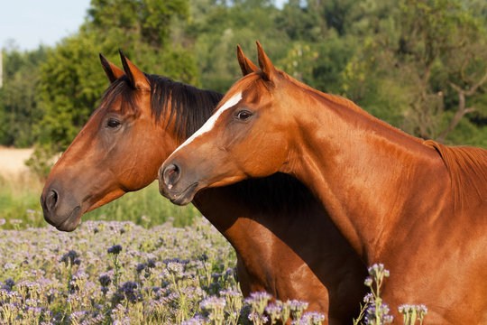 Portrait of nice two horses on meadow violet flowers