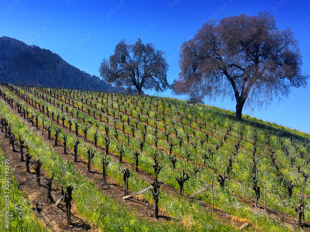 Wall mural vinyard on hill with two trees and young grape vines