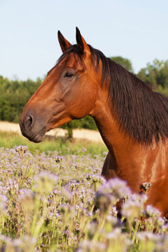 Portrait of nice horse on meadow violet flowers