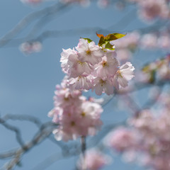 Sakura - Kirschblüte im Frühling in Berlin