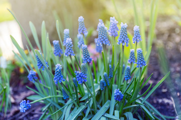Hyacinthus, hyacinth plant