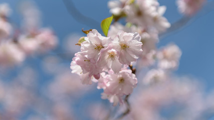 Sakura - Kirschblüte im Frühling in Berlin