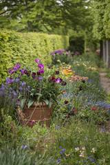 Quintessential vibrant English country garden scene landscape with fresh Spring flowers in cottage garden