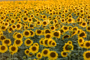 Sunflowers field near Arles  in Provence, France