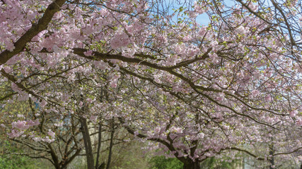 Sakura - Kirschblüte im Frühling in Berlin