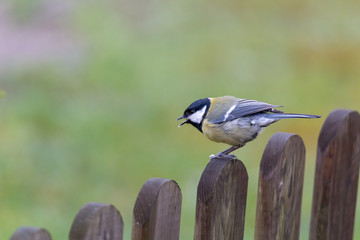 Parus major, great tit