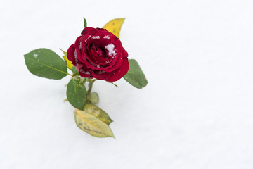 Rose among the snow with a white background