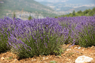 Obraz premium Lavender field in Provence, near Sault, France