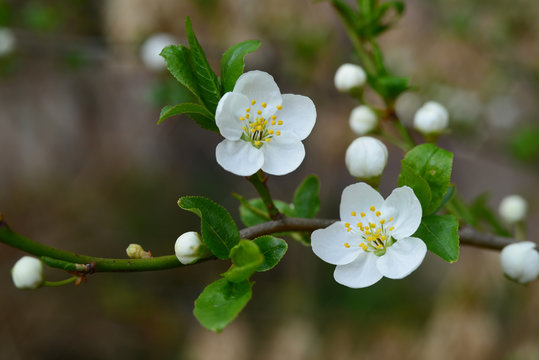 Plum tree flowering branch on blurry background