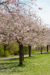 Sakura - Kirschblüte im Frühling in Berlin