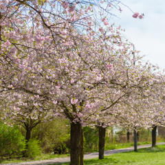 Obraz premium Sakura - Kirschblüte im Frühling in Berlin
