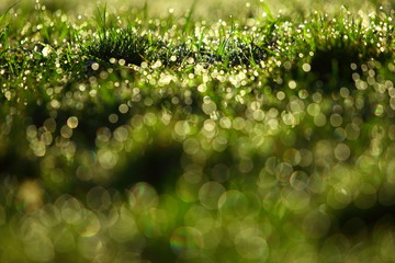 Morning dew in the sun on thin leaves of green grass.