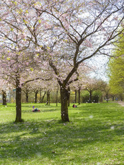 Fototapeta na wymiar Sakura - Kirschblüte im Frühling in Berlin