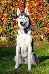 Portrait of nice husky