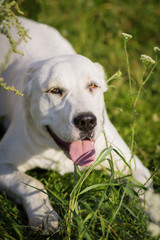 Central Asian Shepherd Dog