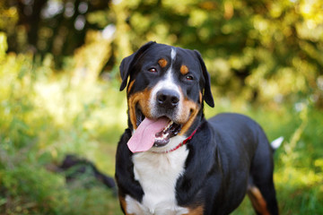 Great swiss mountain dog standing in the grass outdoors