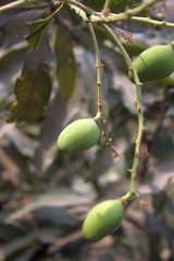 Fresh tender young mangoes on tree in orchard. Green mango in a local garden tree to forest. National fruit of India, Pakistan, Philippines. Sold in fruit markets & export import worldwide business