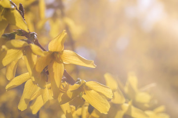 Gelbe Blüten einer Forsythie im Sonnenschein der Frühlingssonne