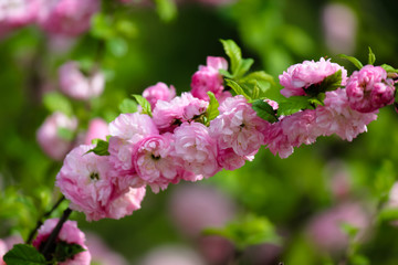Cherry blossoms