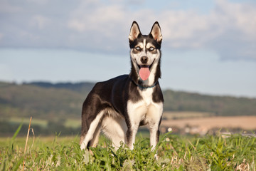Portrait of nice husky