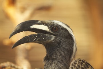portrait of a vulture