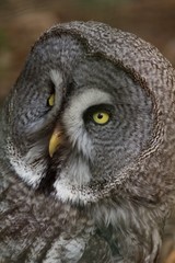 Owl portrait in nature, animal and bird background.