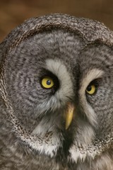 Owl portrait in nature, animal and bird background.