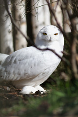 Bubo scandiacus - Snowy owl is a monotypical species of protected owl