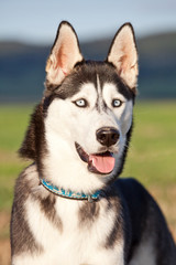 Portrait of nice husky
