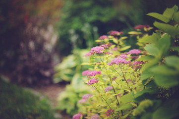 Mixed garden border with blooming spirea japonica Yellow Princess, Hydrangea Annabell, hostas and heucheras in sunny summer day