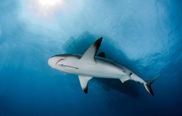 Fototapeta premium Caribbean Reef Shark at the Bahamas