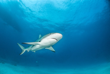 Obraz premium Caribbean Reef Shark at the Bahamas
