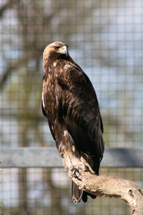 The Rock Eagle (Aquila chrysaetos) is one of the largest terrestrial eagles in the Northern Hemisphere