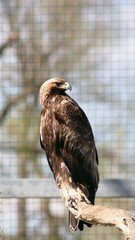 The Rock Eagle (Aquila chrysaetos) is one of the largest terrestrial eagles in the Northern Hemisphere