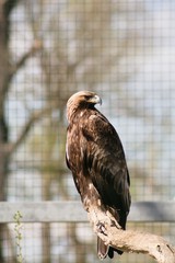 The Rock Eagle (Aquila chrysaetos) is one of the largest terrestrial eagles in the Northern Hemisphere