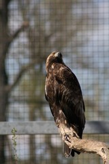 The Rock Eagle (Aquila chrysaetos) is one of the largest terrestrial eagles in the Northern Hemisphere