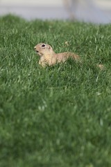 Sickle - a critically endangered species (Spermophilus citellus) belongs to the squirrel family (Sciuridae) and is a representative of so-called earth squirrels.
