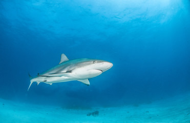 Fototapeta na wymiar Caribbean Reef Shark at the Bahamas
