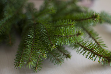 close up background with spruce branches