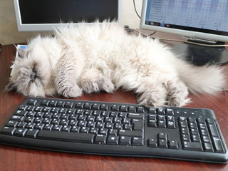 white cat sleeps on the table near the monitors