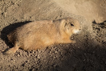 Perennial dogfish (Cynomys ludovicianus) is a daily rodent, living from southwest Canada to northern Mexico. This is one of five types of dogs.