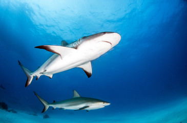 Caribbean Reef Shark at the Bahamas