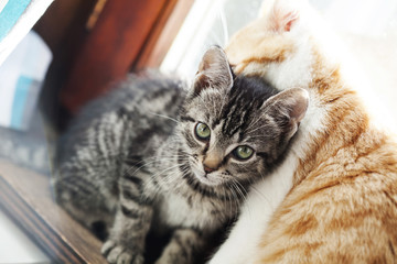 Two cute kittens leaning against each other