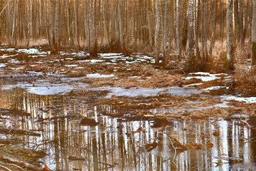 Thawing swamp in the spring forest.