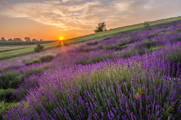 Champs de lavande en fleurs en Pologne, beau lever de soleil