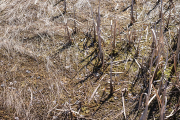 Spring swamp.