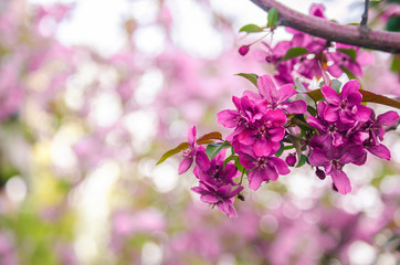 Fototapeta premium Beautiful pink blossoming tree with bokeh background