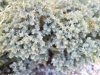 coniferous plants close-up