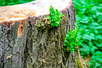 Stump of old tree with live sprouts
