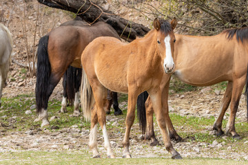 Fototapeta premium Wild Horses Near the Salt River in the Arizona Desert